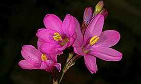 Иксия радужная: перья, которые цветут только у тех, кто не боится луковичных