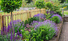 Петуния, астры, что еще? Топ универсальных цветов, которые украсят любой дачный цветник