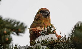 Почему клесты-еловики гнездятся зимой, а их птенцы долго не могут добывать себе еду самостоятельно?