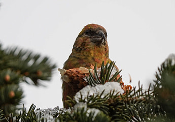 Почему клесты-еловики гнездятся зимой, а их птенцы долго не могут добывать себе еду самостоятельно?