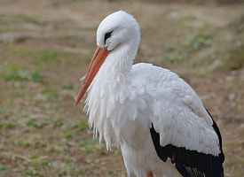 “Прилетели родные”. Орнитолог снял на видео трёх белых аистов в Беловежской пуще