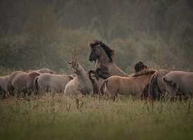 “Битва за любовь” и “Дух свободы”: взгляните на фауну страны по-новому на фотовыставке “Дикая природа Беларуси 2025”
