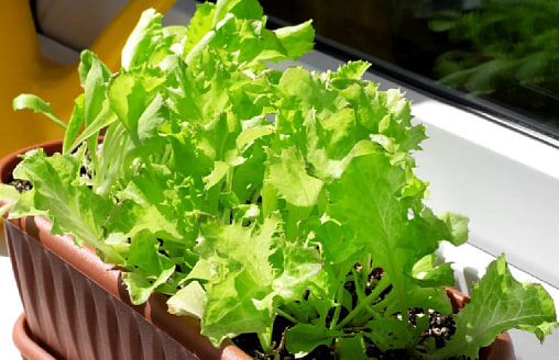 Как вырастить листовой салат к столу зимой? Есть три секрета