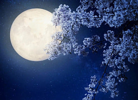 На растущую Луну садят зелень, на убывающую – корнеплоды. Что советует лунный календарь садовода-огородника? 