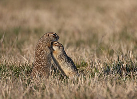 Обнимашки сусликов и драки выдр. Собрали смешное и милое из жизни дикой природы ко Дню всех влюбленных