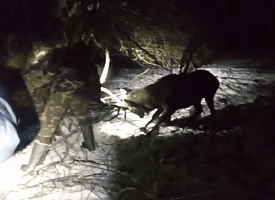 В Витебской области спасли благородного оленя. Что с ним случилось?