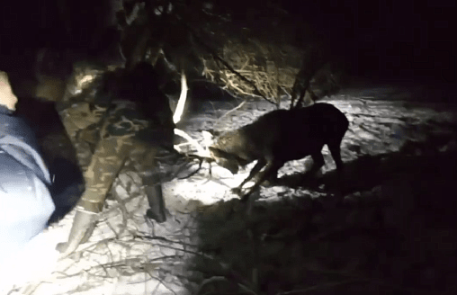 В Витебской области спасли благородного оленя. Что с ним случилось?