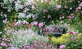 Сад, в котором хочется задержаться. Как собрать розовый цветник – от первых бутонов до осени