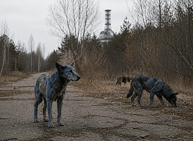 Синие собаки и мутанты в Чернобыле: в НАН Беларуси рассказали, видели ли их там за 40 лет