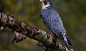 Самое быстрое существо на планете: для чего сапсану сверхскорость, и как он ее развивает?