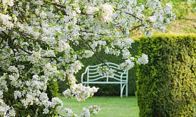 Сад, который не кричит. Как собрать белый цветник с весны до осени – и не потерять его по дороге