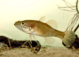 “Враг должен быть уничтожен” – В НАН призвали белорусов активнее вылавливать этих трёх рыб