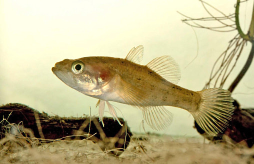 “Враг должен быть уничтожен” – В НАН призвали белорусов активнее вылавливать этих трёх рыб