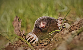 Не так слепы, как кажется? Разбираемся в суперспособностях кротов