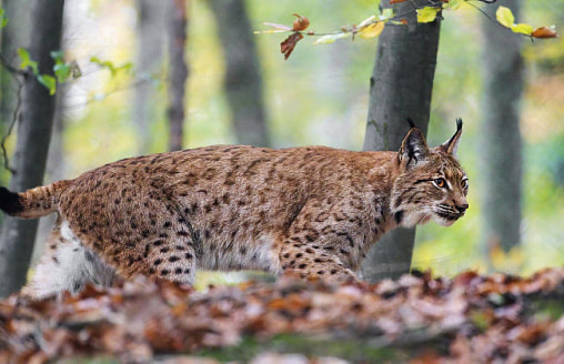 Местные уже не удивляются: в Кличеве по улицам бегала рысь