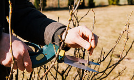 Не забудьте секатор: какие кустарники нужно обрезать в апреле и почему это важно именно сейчас
