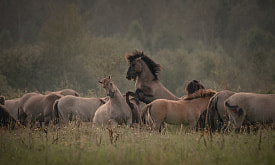 “Битва за любовь” и “Дух свободы”: взгляните на фауну страны по-новому на фотовыставке “Дикая природа Беларуси 2025”