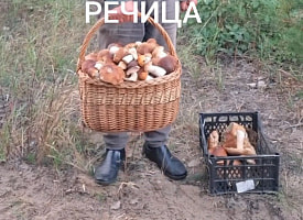 Корзины до краев: житель Речицы показал, какие грибы нашел за один день в лесу