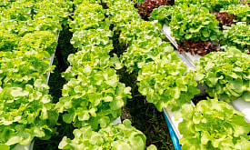 Первая зелень в теплице: что посеять уже сейчас, чтобы есть через пару недель