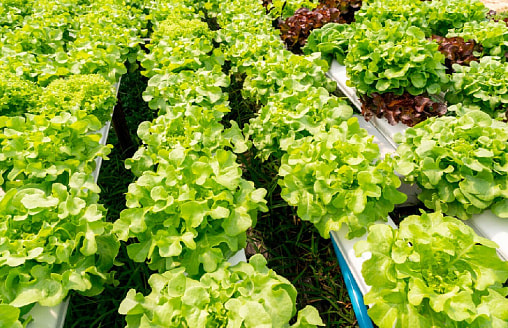 Первая зелень в теплице: что посеять уже сейчас, чтобы есть через пару недель