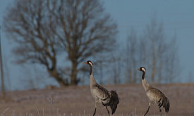 “Переживал, как она вынесет 30-градусный мороз”: самка журавля зимовала под Молодечно, чтобы не бросать самца