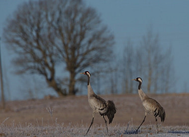 “Переживал, как она вынесет 30-градусный мороз”: самка журавля зимовала под Молодечно, чтобы не бросать самца