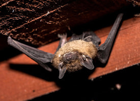 Летучие мыши напугали жителей Солигорска – пришлось вызывать МЧС