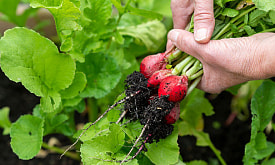 Редис не взошел или ушел в стрелку? 7 ошибок, которые чаще всего делают при ранней посадке