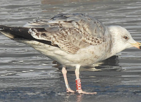 Около 15 стран: откуда в Беларусь прилетают чайки?