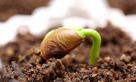 Семена не взошли. Кто виноват – производитель или вы?