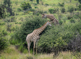 Биологи объяснили, почему у жирафов такие длинные ноги наряду с шеей. Спорим, вы не знали