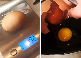 Видали такое? В Минске курица снесла “яйцо-матрёшку” – внутри одного оказалось другое