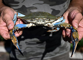 Креветки и крабы оказались способны заражать людей и вызывать опасное заболевание глаз