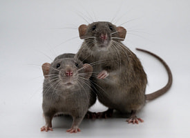 Почему животные иногда поедают собственное потомство – и это не всегда “аномалия”