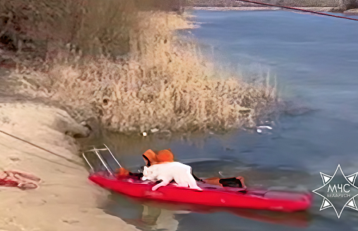 В Гомеле собака провалилась под лёд — животное барахталось в ледяной воде в 30 м от берега