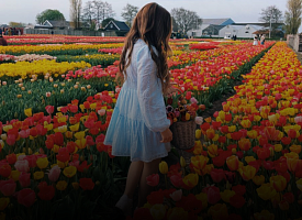 Белорусские экскурсии? Тюльпановый рай, ночь в Новогрудке, музыка Налибокской пущи