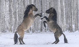 Работы фотоконкурса “Дикая природа Беларуси 2025” переданы жюри. Сколько есть времени для определения финалистов?