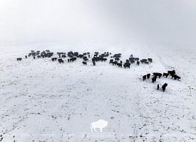 По следам и фото: в Беловежской пуще считают зубров. А сколько их было в прошлом году?