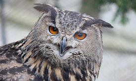 Глаза-телескопы, шея-шарнир, бесшумный полет: что делает филина крылатой “машиной смерти”?