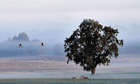Приём работ на фотоконкурс “Дикая природа Беларуси 2025” закончится уже завтра. Узнали у победителей прошлых лет, что дает участие в нем