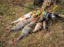 Штраф до 1350 рублей. В Беларуси на 197 дней запретят ловить любую рыбу в этих местах