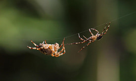 “Чувствуют” волосками и общаются с помощью танца: чем удивляют пауки-крестовики?