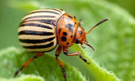 Полосатый кошмар огородника: как колорадский жук оккупировал наши поля, и можно ли его победить?