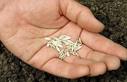 Бесплатные семена для дачи: какие заготовить осенью, а какие лучше купить весной