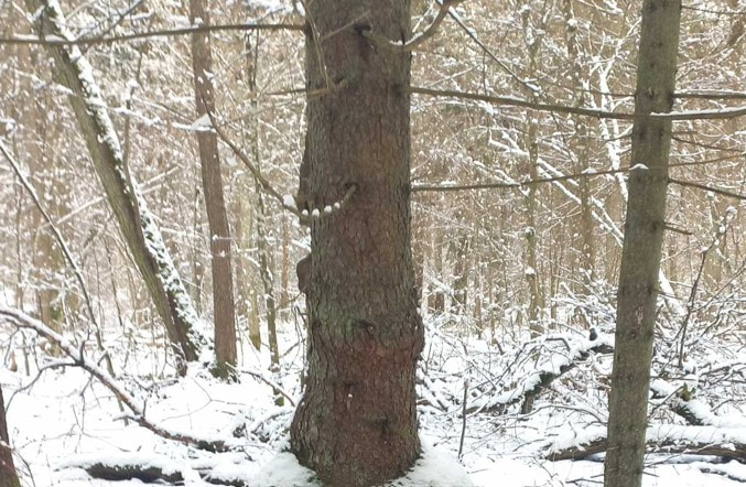 ель необычной формы