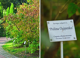 В Ботаническом саду прошла благотворительная акция: стало больше сирени и мест для отдыха