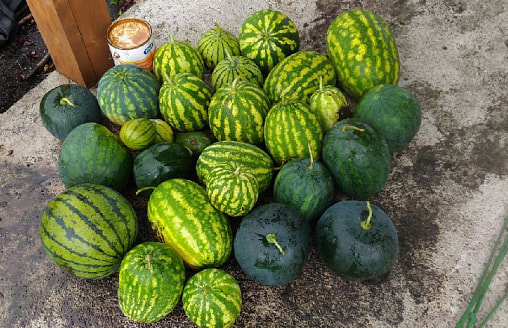 Арбуз не растет? Семь ошибок, которые губят бахчу в белорусском огороде