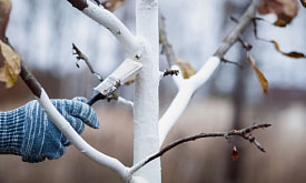 Теплый декабрь – шанс побелить деревья?