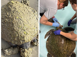 “Будто обросла зеленой шерстью”. В Техасе выбросило на берег одну из самых редких морских черепах