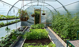 Теплица есть – урожая нет. Главные ошибки владельцев теплиц в Беларуси